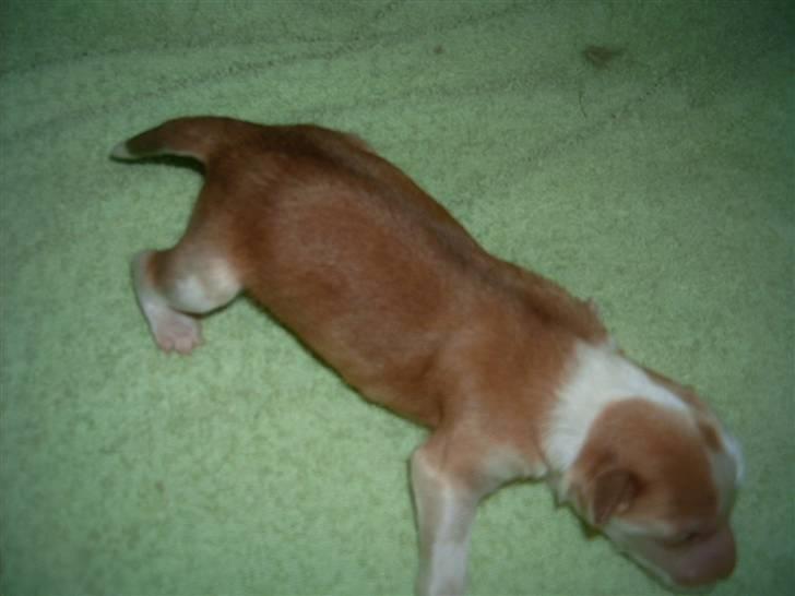 Chinese crested powder puff Caprioso Hong-Pai billede 7