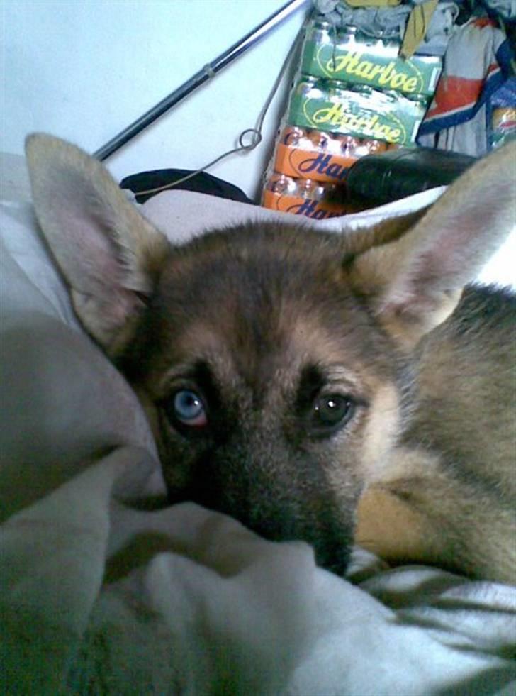 Blanding af racer Fister (Ny hvalp) - De dejlig øjne det ene blåt og det andet brunt billede 1