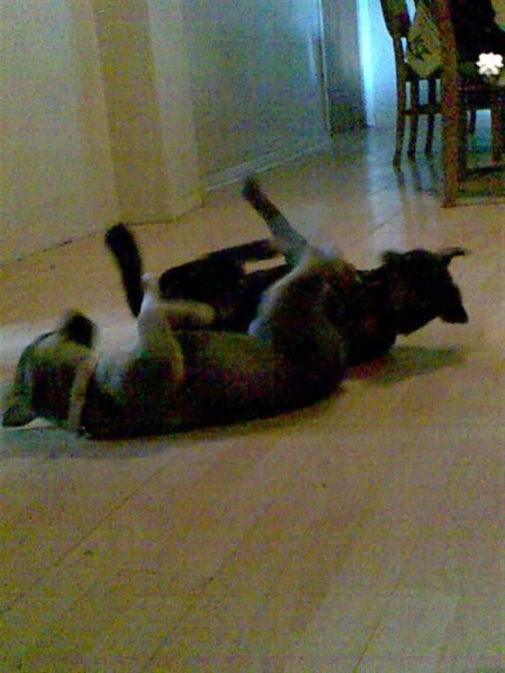 Blanding af racer Fister (Ny hvalp) - Fister og Nico billede 2