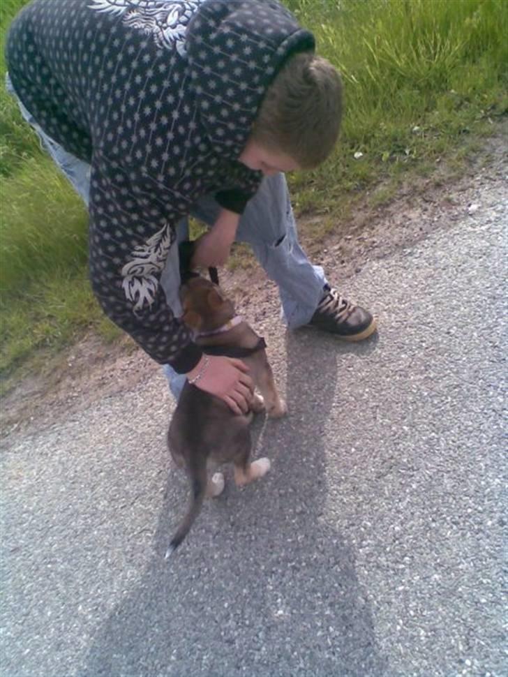 Blanding af racer Fister (Ny hvalp) - Gå tur billede 3