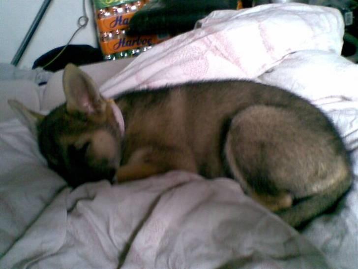 Blanding af racer Fister (Ny hvalp) billede 4