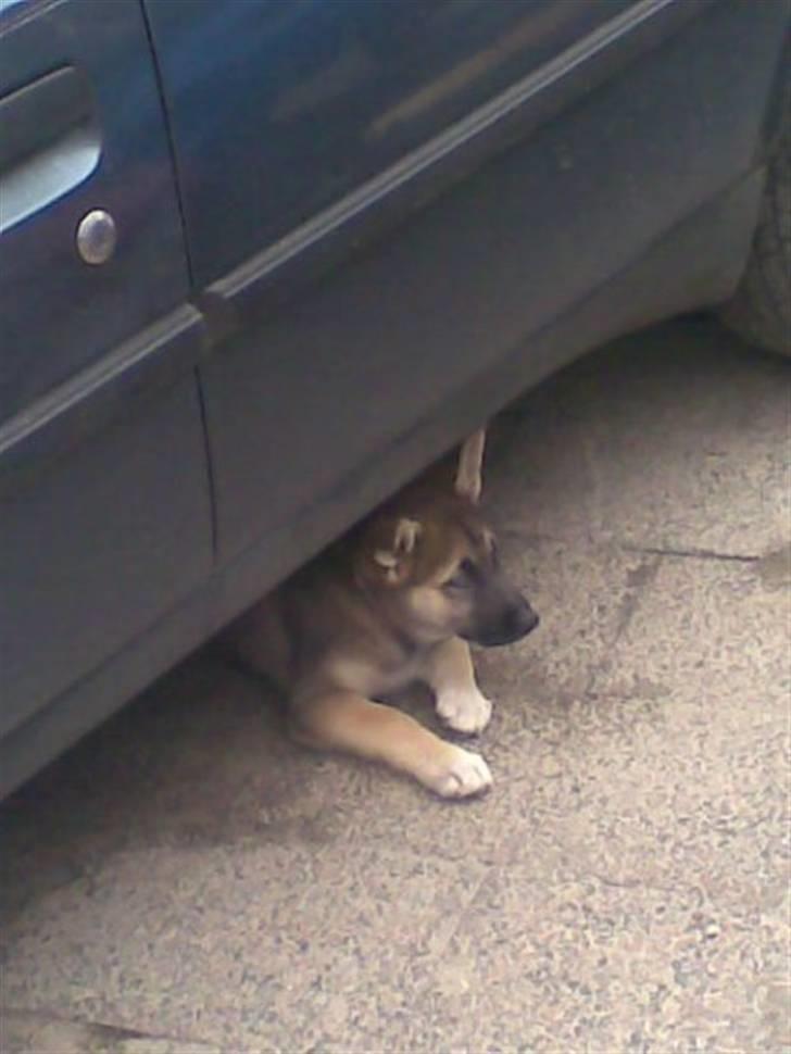 Blanding af racer Fister (Ny hvalp) - Det lærte hun af kattene billede 5