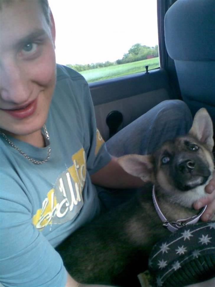 Blanding af racer Fister (Ny hvalp) - På vej hjem fra og have hentet hende billede 6