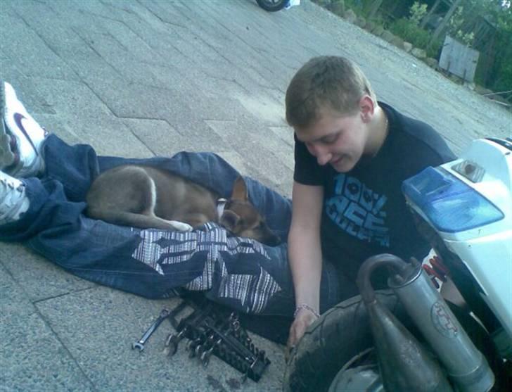 Blanding af racer Fister (Ny hvalp) billede 7