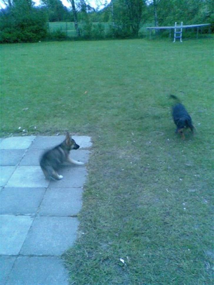 Blanding af racer Fister (Ny hvalp) - Fister og Nico billede 9