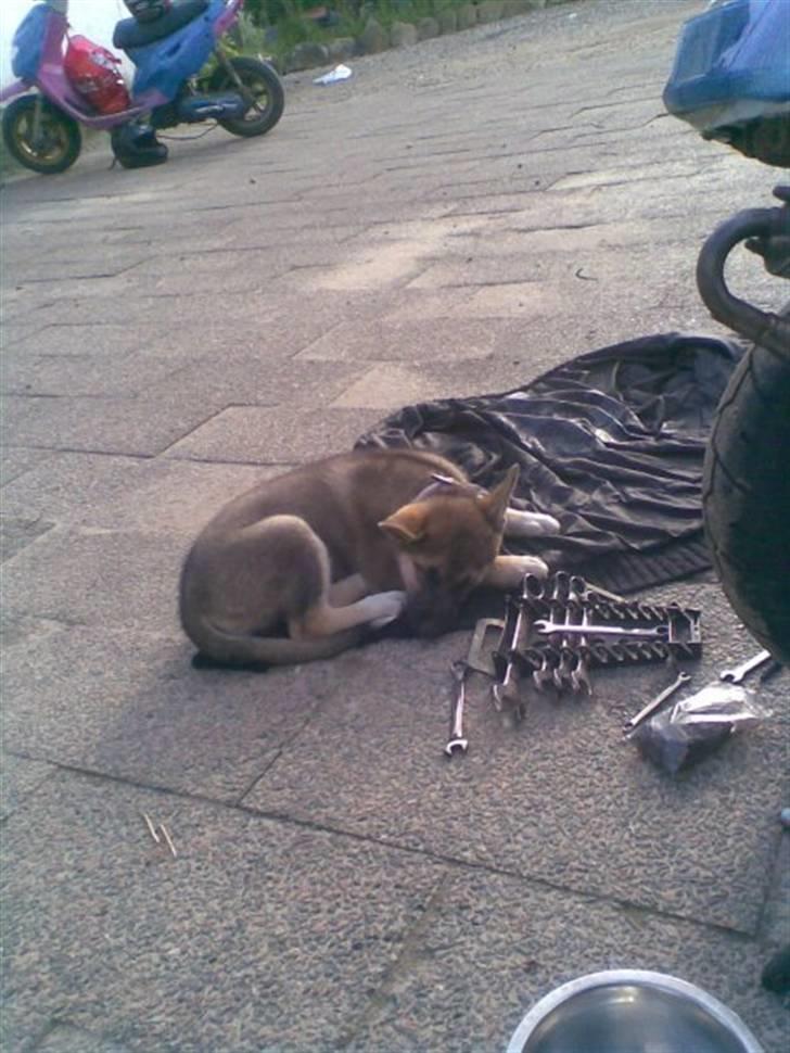 Blanding af racer Fister (Ny hvalp) billede 10