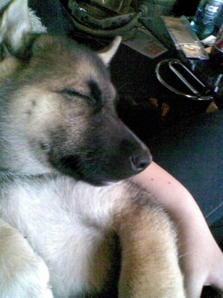 Blanding af racer Fister (Ny hvalp) - Elsker og sove i armene eller på skødet billede 11