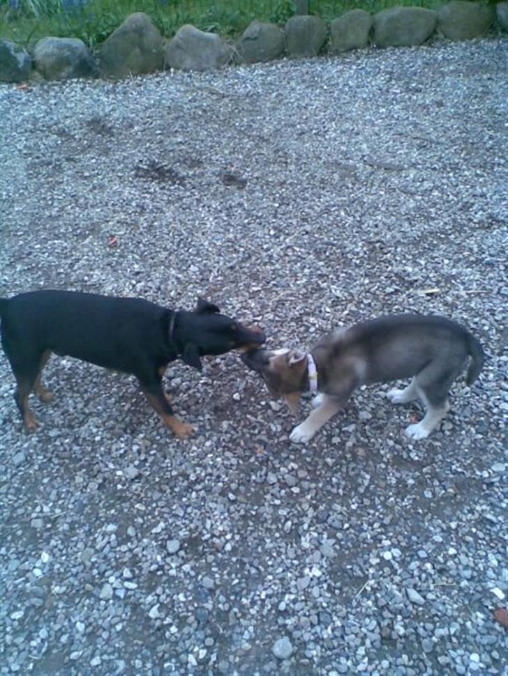 Blanding af racer Fister (Ny hvalp) - Fister og Nico der leger billede 12