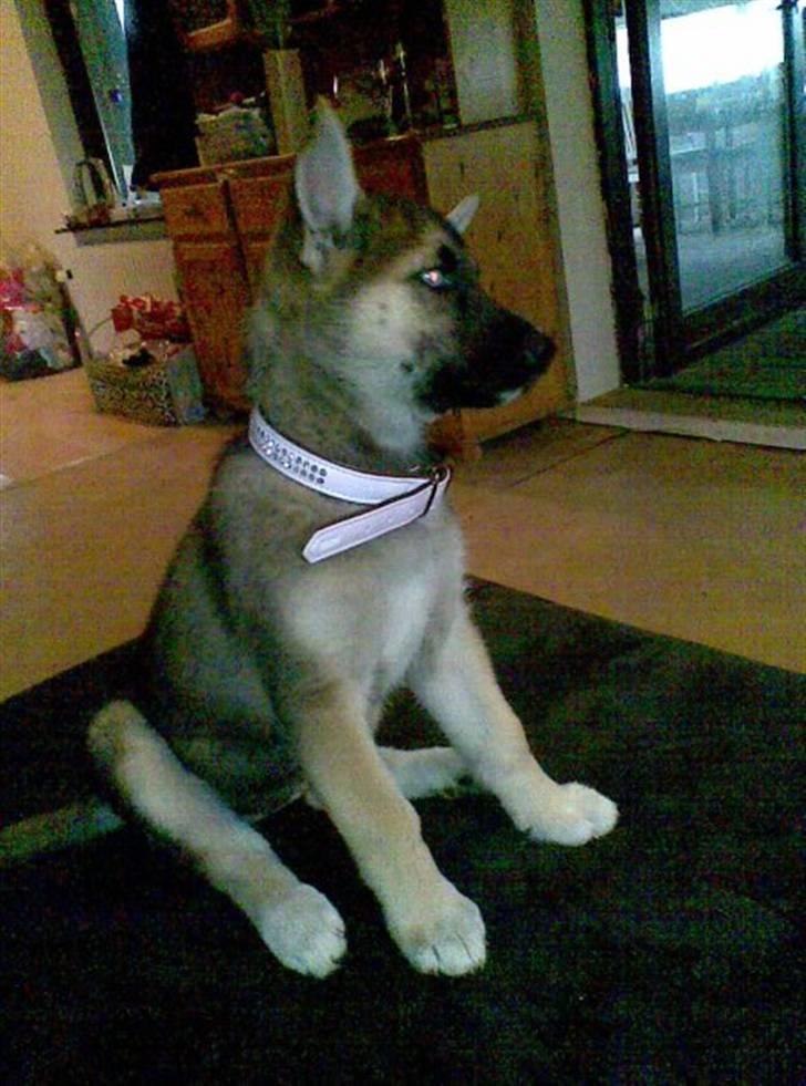 Blanding af racer Fister (Ny hvalp) billede 13