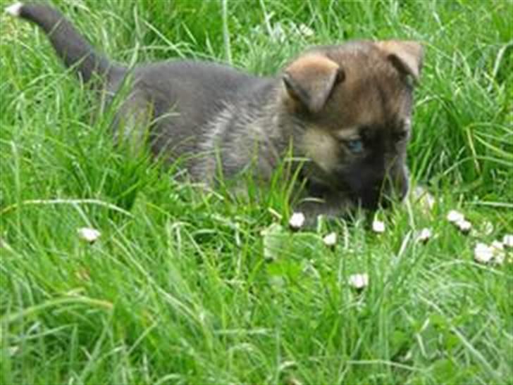 Blanding af racer Fister (Ny hvalp) - Fister som helt lille billede 14