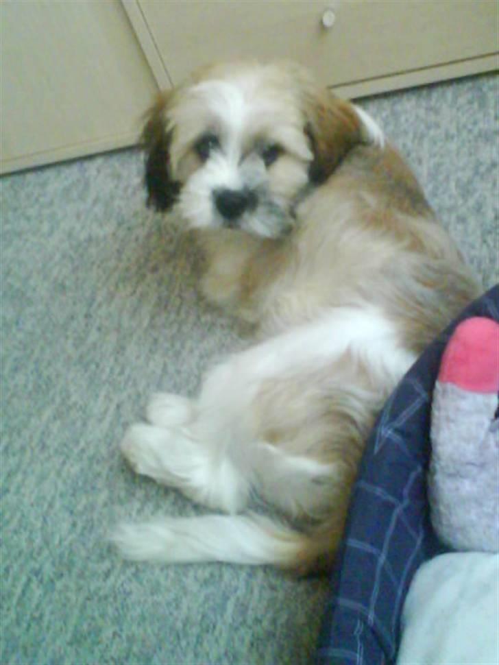 Lhasa apso Bobby billede 9