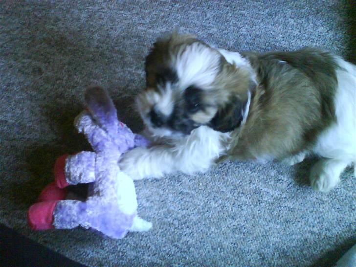 Lhasa apso Bobby - Bobbys første bamse billede 10