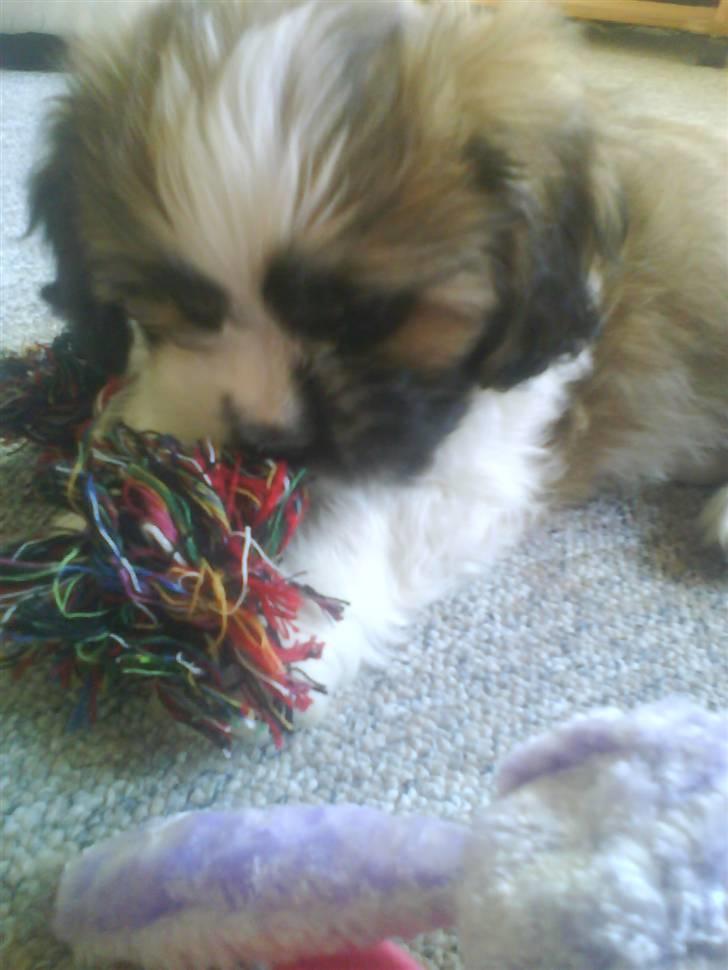 Lhasa apso Bobby billede 11