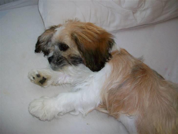Lhasa apso Bobby billede 13