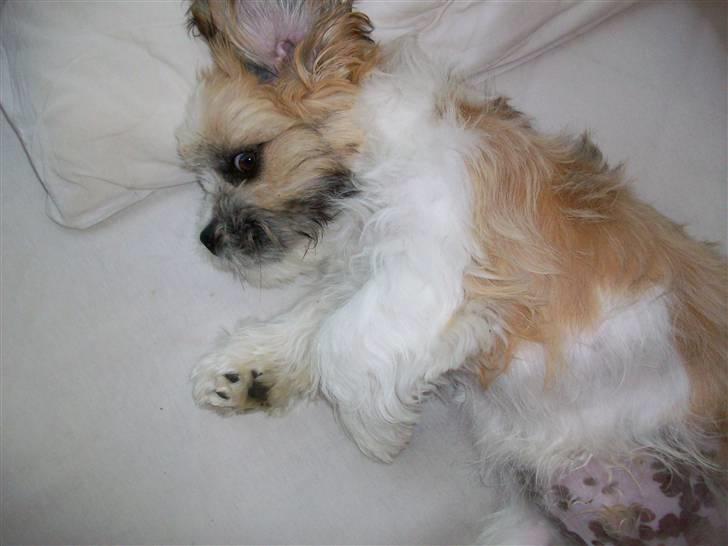 Lhasa apso Bobby billede 14