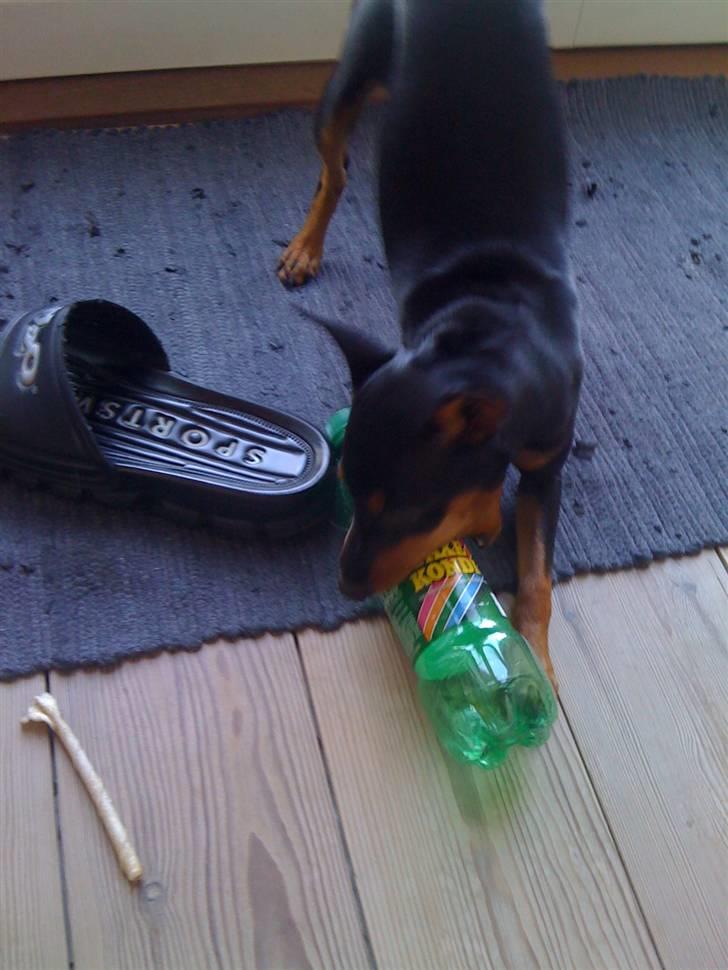 Dvaergpinscher Melua - melua 11 måneder gammel... billede 1