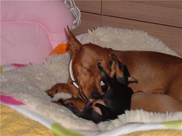 Dvaergpinscher Melua - melua der leger med sin dejlige mor... billede 2