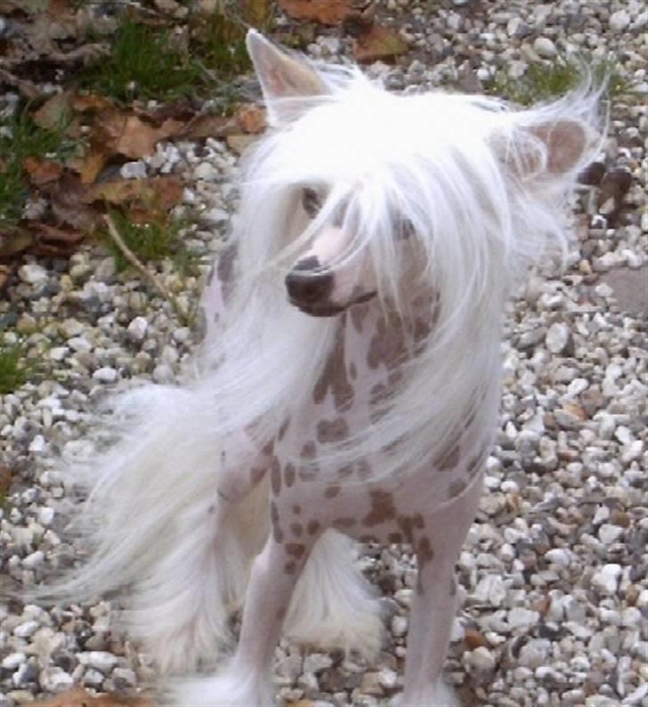 Chinese crested hårløs Caprioso Yang-Dee billede 1