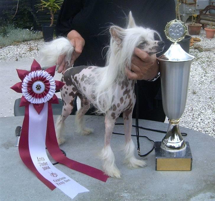 Chinese crested hårløs Caprioso Yang-Dee billede 2