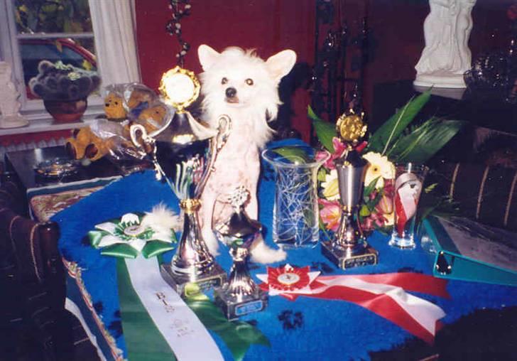 Chinese crested hårløs Caprioso Yang-Dee billede 3