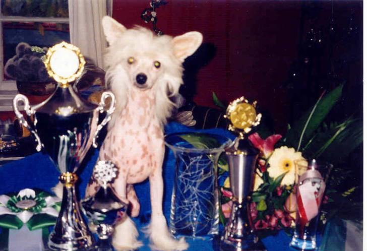 Chinese crested hårløs Caprioso Yang-Dee billede 4