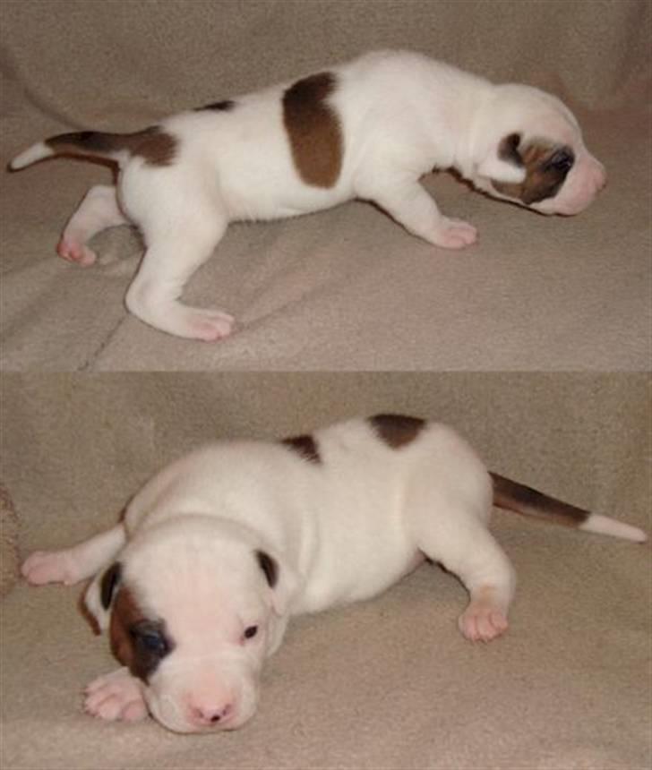 Blanding af racer Mr. Bounty - Bounty da han lige var begyndt at stå... billede 9