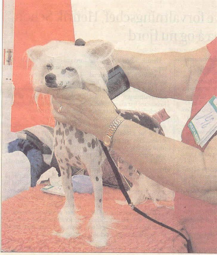 Chinese crested hårløs Caprioso Yang-Dee billede 5