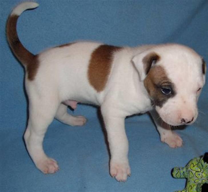 Blanding af racer Mr. Bounty billede 10