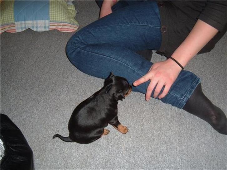 Dvaergpinscher Melua - her smager melua lige på sin nye mor for og se om hun smager godt.... billede 3
