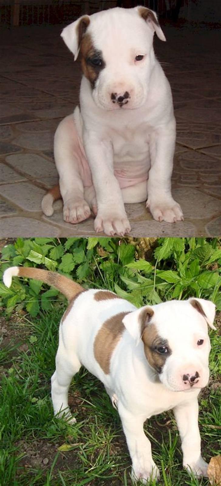 Blanding af racer Mr. Bounty billede 11