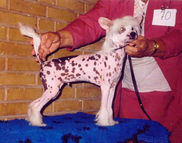 Chinese crested hårløs Caprioso Yang-Dee billede 7