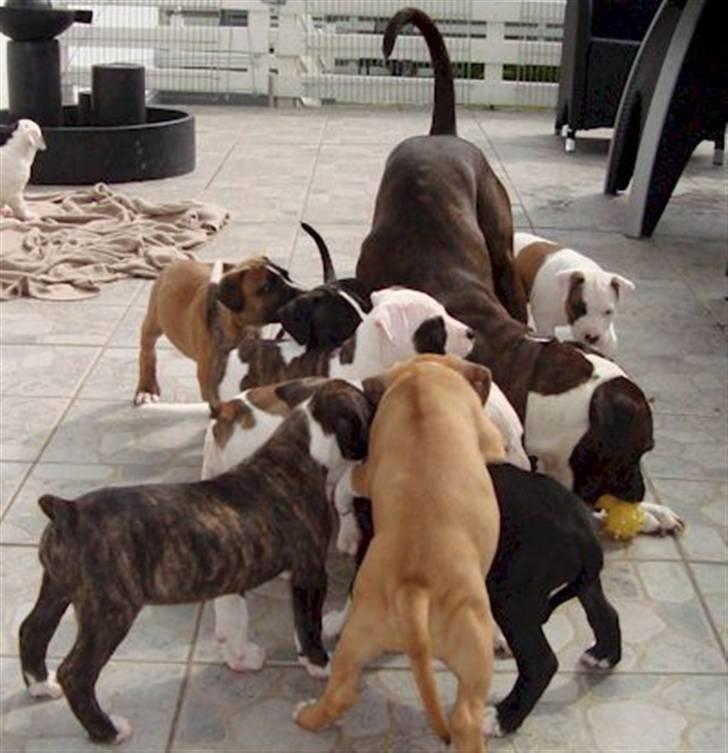 Blanding af racer Mr. Bounty - her hygger hvalpene på terrassen, hjemme ved mor Molly. :-) billede 12