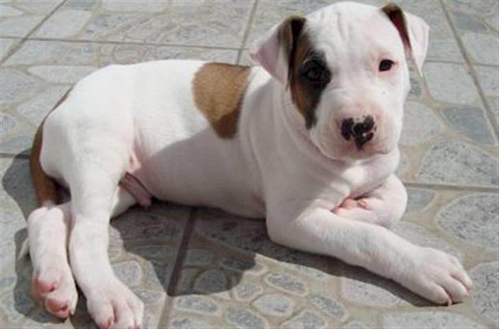 Blanding af racer Mr. Bounty - Så smuk! billede 13