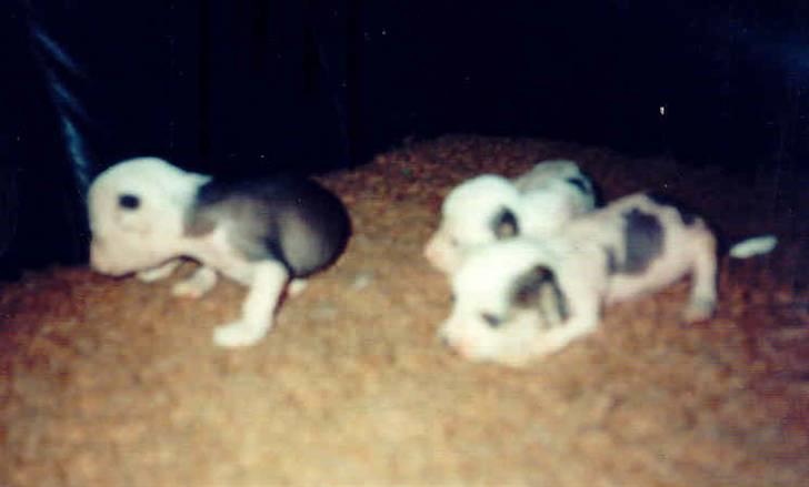 Chinese crested hårløs Caprioso Yang-Dee billede 9