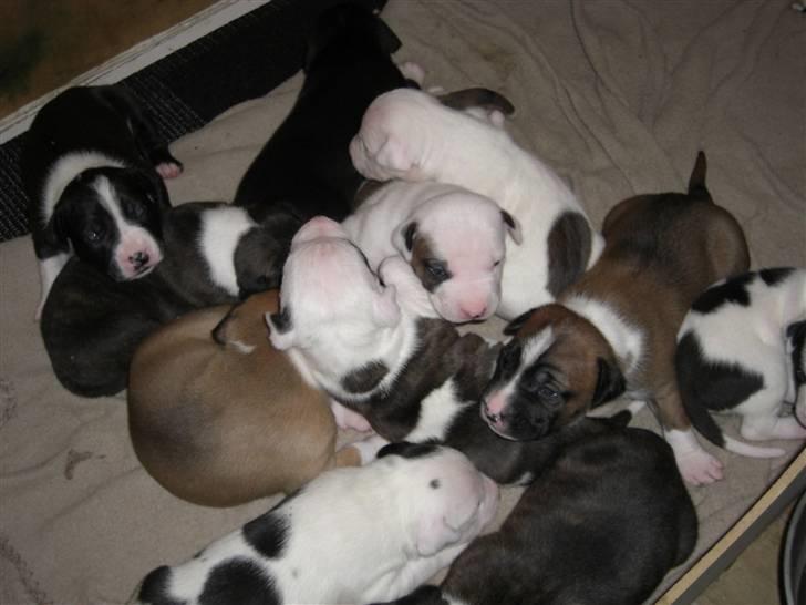 Blanding af racer Mr. Bounty - her var de ikke så gamle... Bounty ligger i midten. billede 14