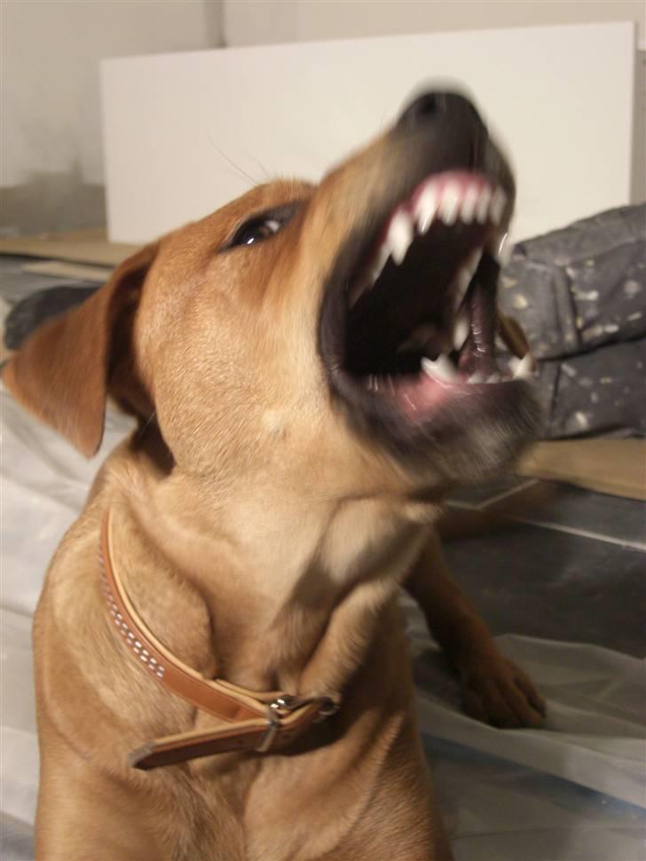 Blanding af racer >Miss Diva< - Jeg ser meget farlig ud, men det er bare fordi jeg lige har lært at halse... hihi billede 12