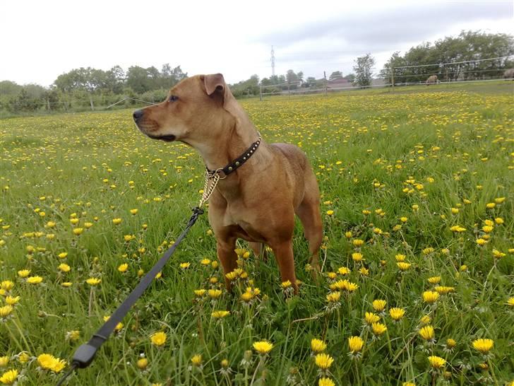 Blanding af racer >Miss Diva< billede 13