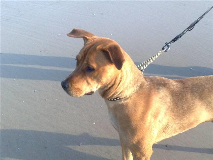 Blanding af racer >Miss Diva< - Mine ører flyver væk... billede 14