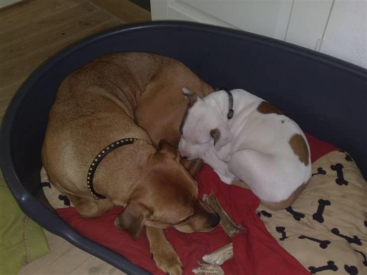 Blanding af racer >Miss Diva< - Det er simpelthen så dejligt at putte med min nye ven. :-) billede 15