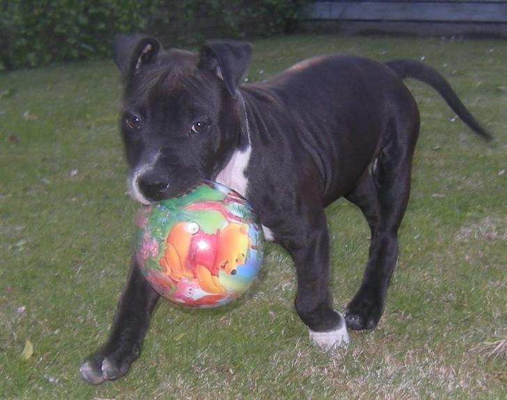 Blanding af racer Enzo billede 1