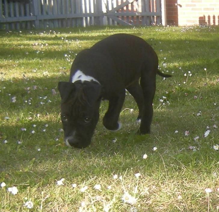 Blanding af racer Enzo billede 2