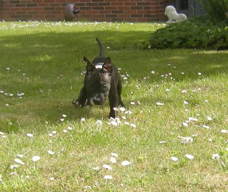 Blanding af racer Enzo billede 3