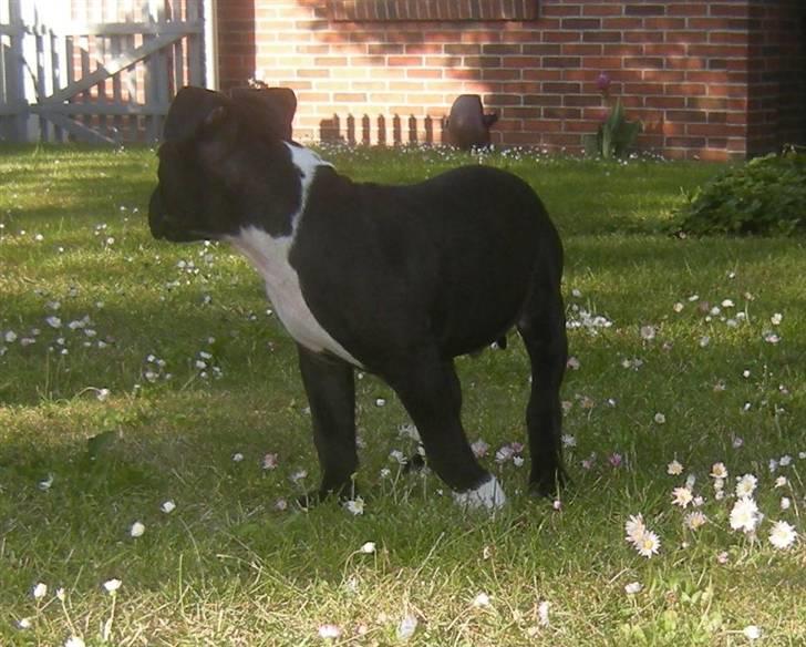 Blanding af racer Enzo billede 4