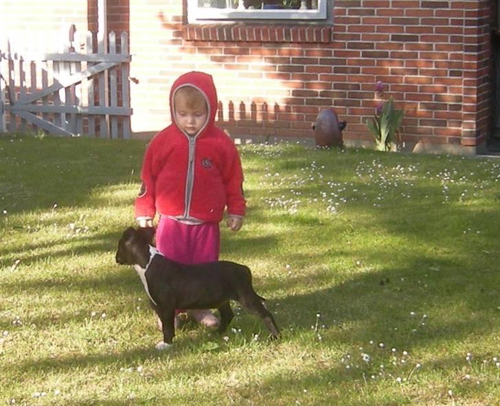 Blanding af racer Enzo billede 5