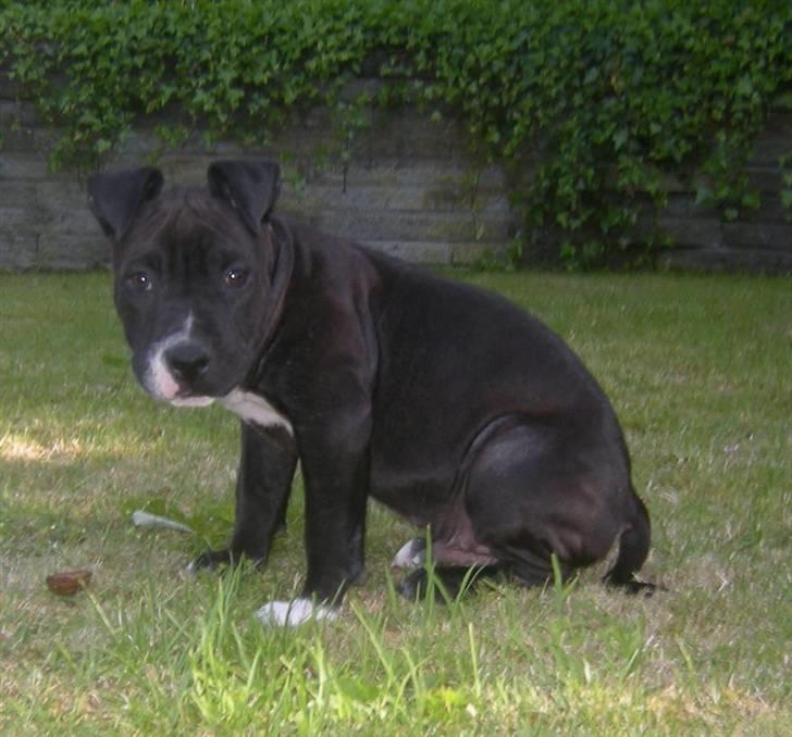 Blanding af racer Enzo billede 6