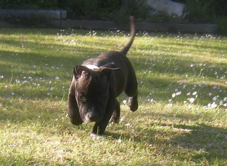 Blanding af racer Enzo billede 7