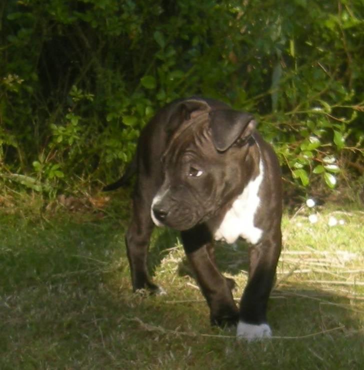 Blanding af racer Enzo billede 8