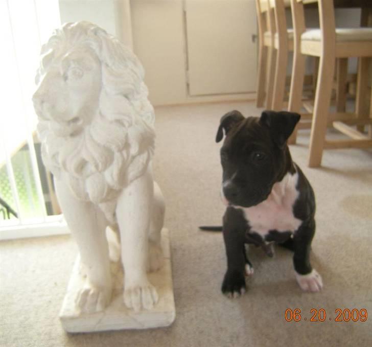 Blanding af racer Enzo billede 9