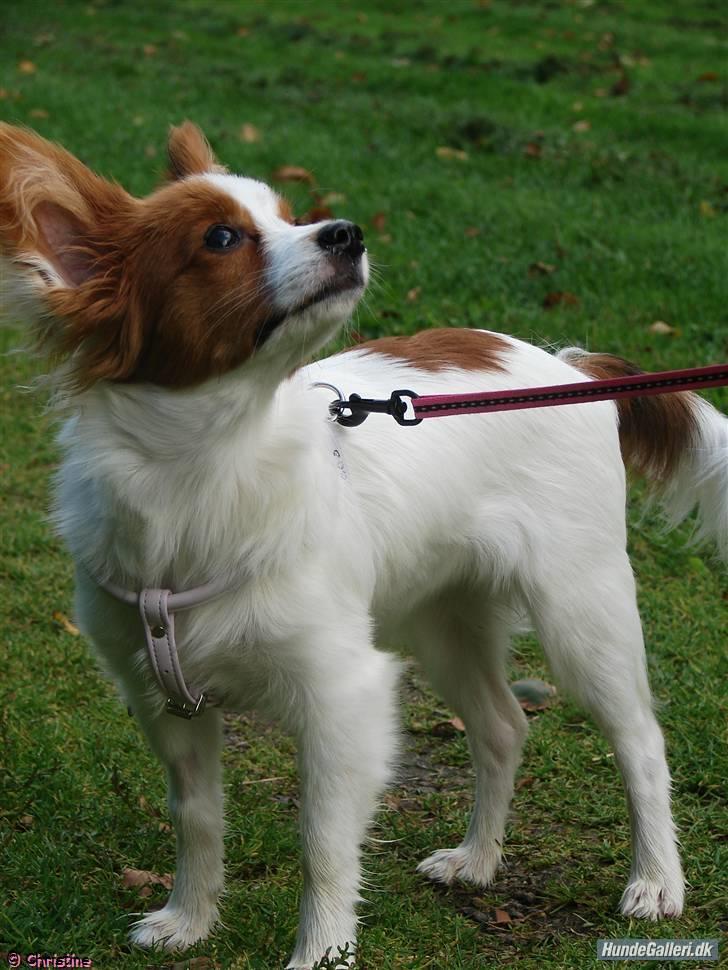 Papillon Avalee aka Ene Herskeren - Hehe mors lille frækkert billede 5