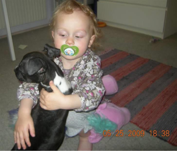 Blanding af racer Enzo billede 10